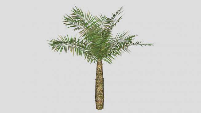 棕榈科棕榈科植物SU模型下载_sketchup草图大师SKP模型