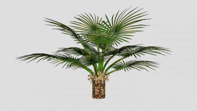 棕榈树棕榈科植物SU模型下载_sketchup草图大师SKP模型