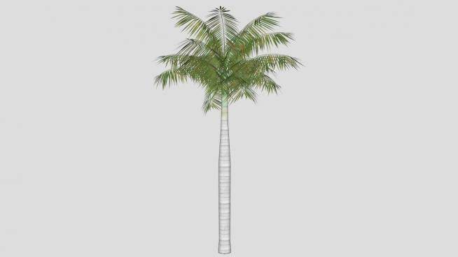 热带椰子树SU模型下载_sketchup草图大师SKP模型