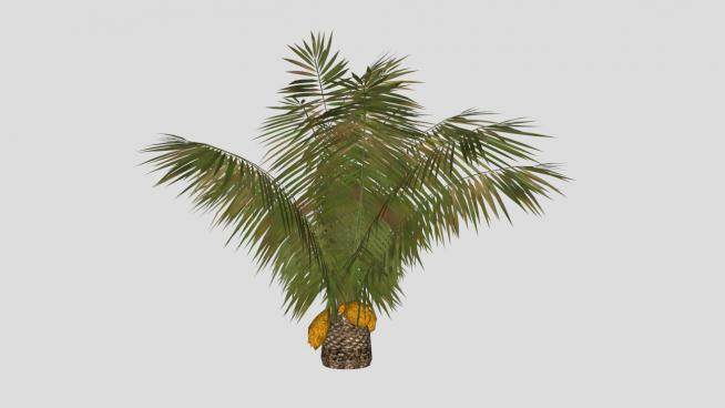 椰子树棕榈科植物SU模型下载_sketchup草图大师SKP模型
