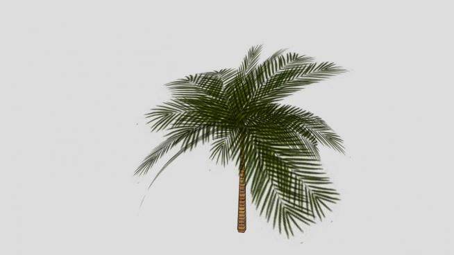 热带植物棕榈科椰子树SU模型下载_sketchup草图大师SKP模型