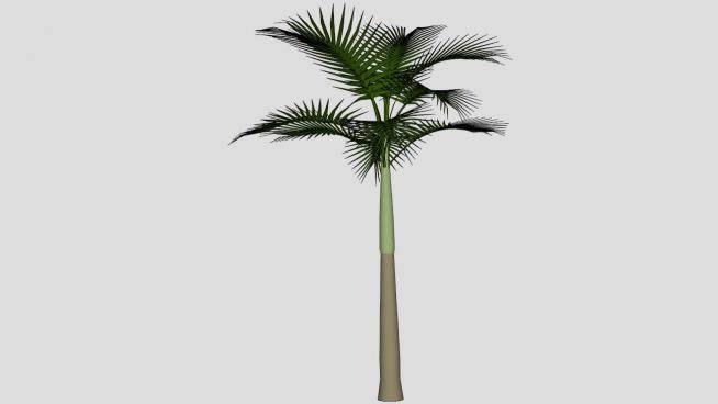 热带植物棕榈科王棕SU模型下载_sketchup草图大师SKP模型