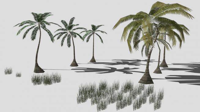多棵棕榈科椰子树SU模型下载_sketchup草图大师SKP模型
