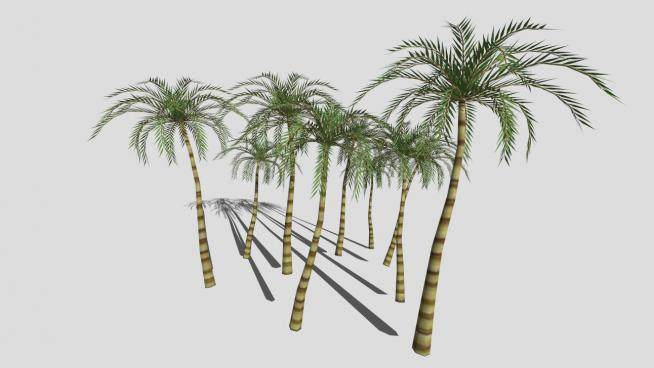多棵棕榈科植物椰子树SU模型下载_sketchup草图大师SKP模型
