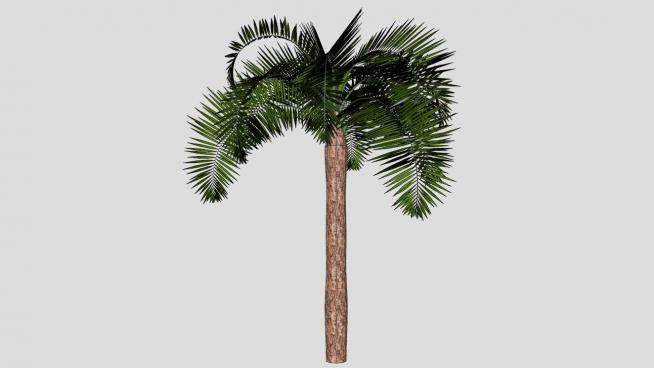 棕榈植物椰子树SU模型下载_sketchup草图大师SKP模型