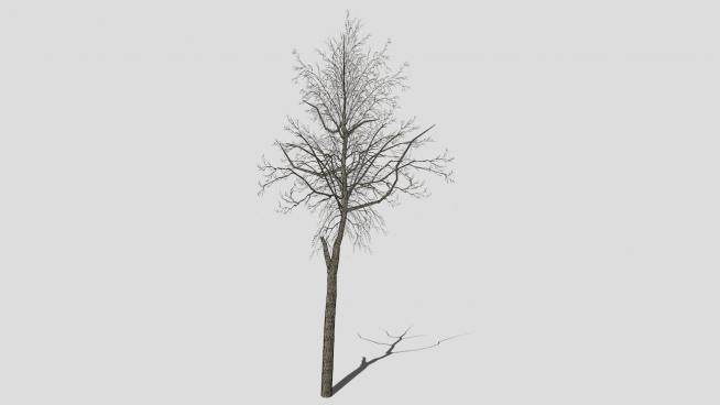 冬季树木枯树SU模型下载_sketchup草图大师SKP模型