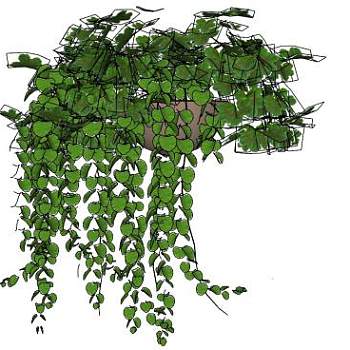 吊篮叶子花盆盆栽植物SU模型下载_sketchup草图大师SKP模型