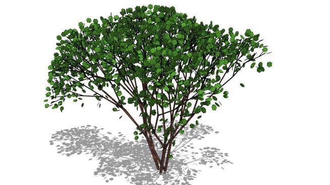 3D植物树SU模型下载_sketchup草图大师SKP模型