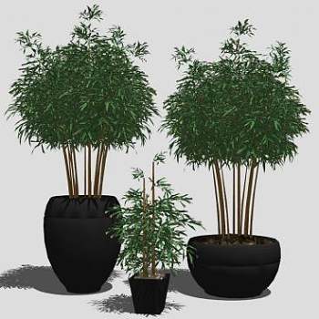 盆景小竹植物SU模型下载_sketchup草图大师SKP模型