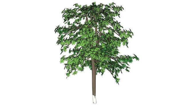 3D桦树植物SU模型下载_sketchup草图大师SKP模型