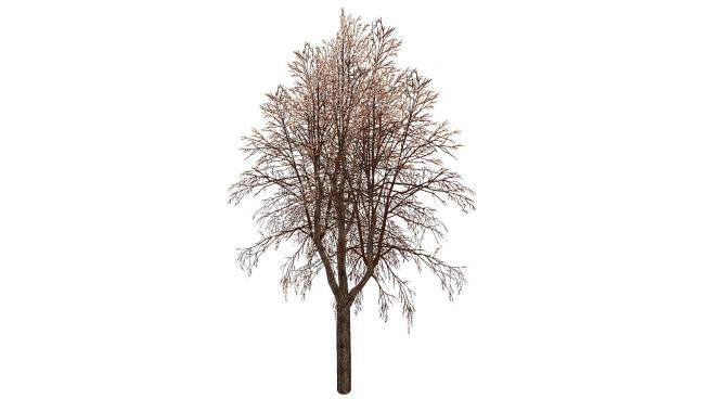 3D冬季枯树SU模型下载_sketchup草图大师SKP模型