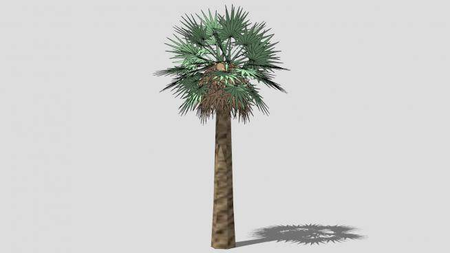 热带植物椰子树SU模型下载_sketchup草图大师SKP模型