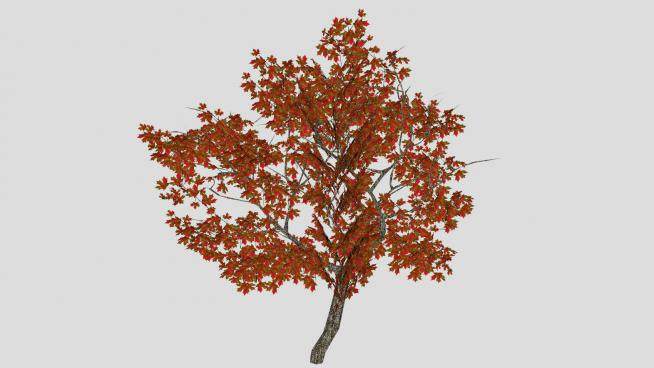 3D枫树景观树SU模型下载_sketchup草图大师SKP模型