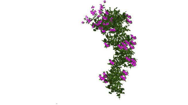 紫色开花藤蔓植物SU模型下载_sketchup草图大师SKP模型