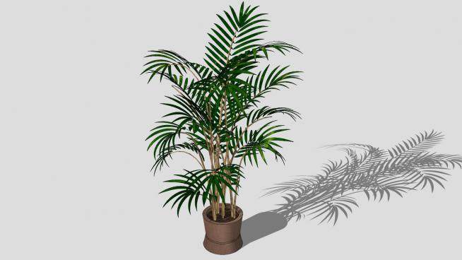 盆栽景观棕榈树SU模型下载_sketchup草图大师SKP模型