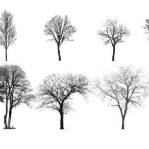 2D树形态SU模型下载_sketchup草图大师SKP模型