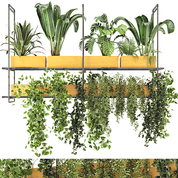 金属盒室内悬挂植物3d模型下载