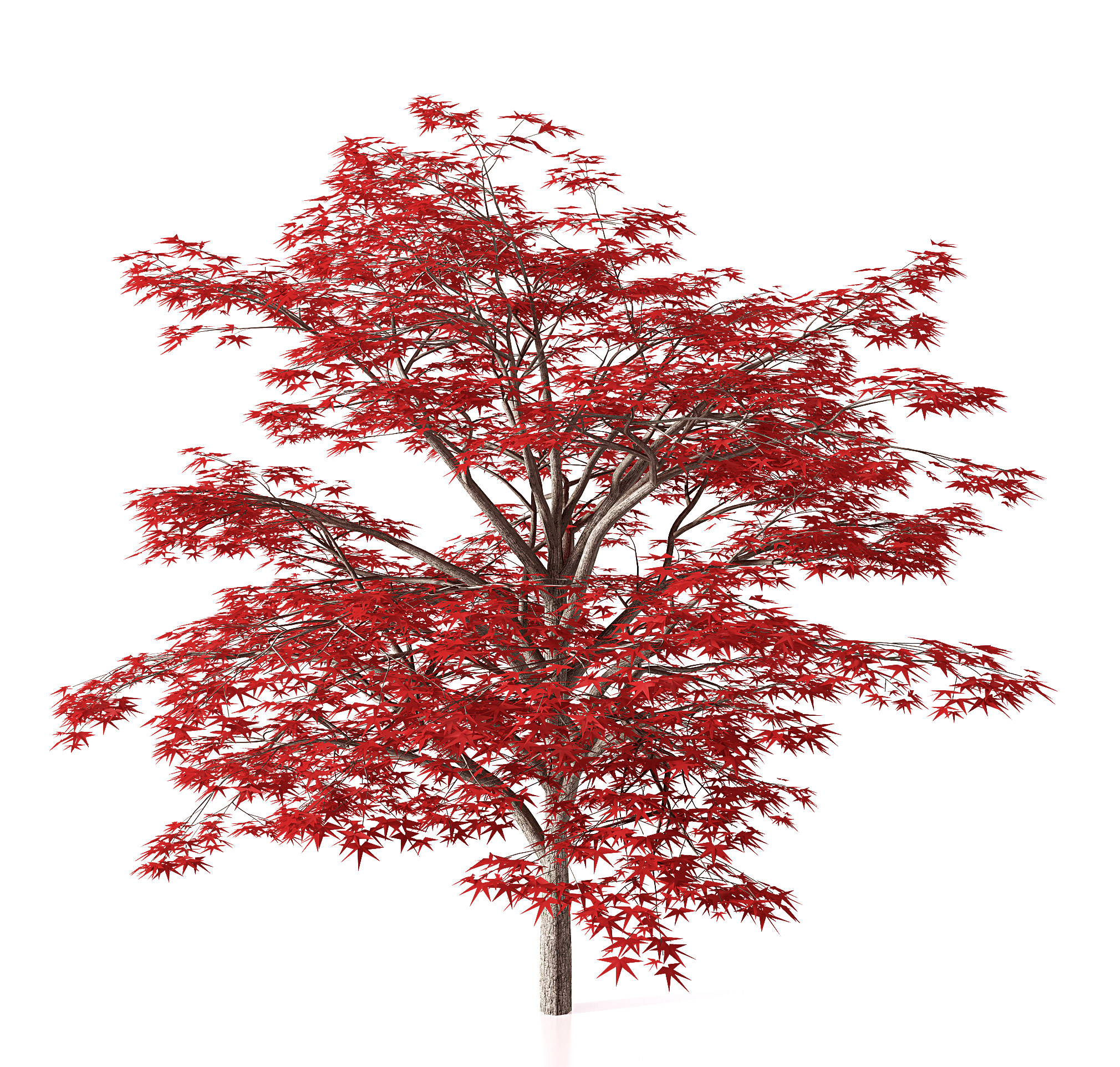 现代枫树,景观树3d模型下载