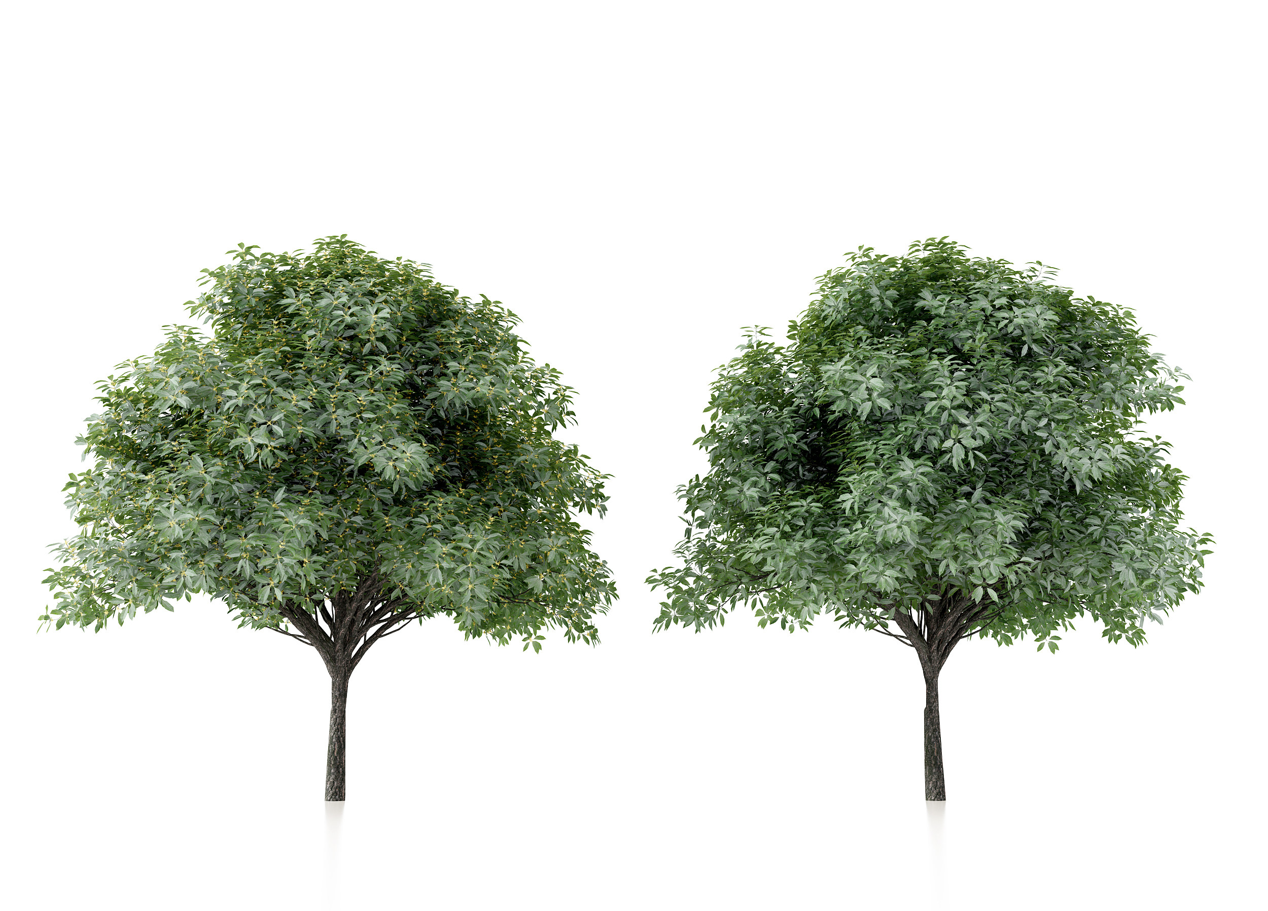 现代桂花树3d模型下载