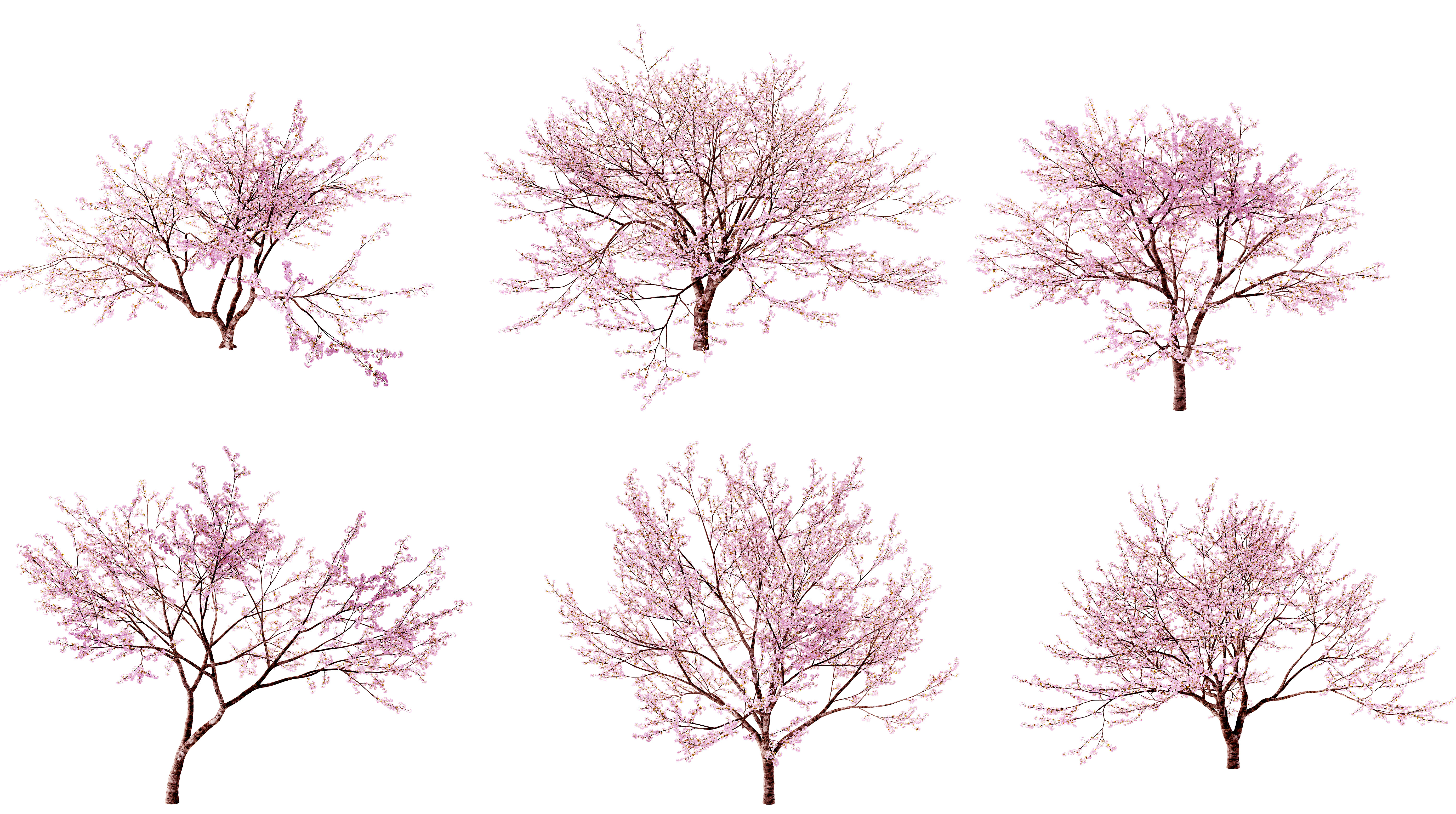 现代樱花树3d模型下载