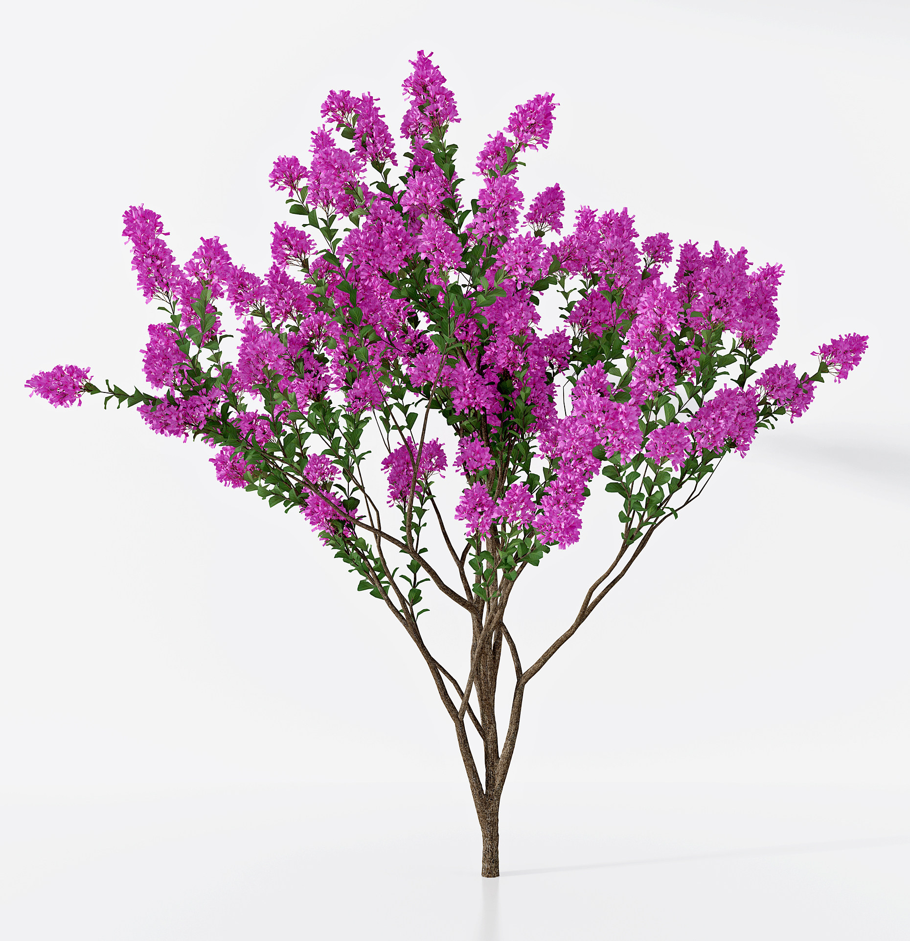 现代紫薇树3d模型下载