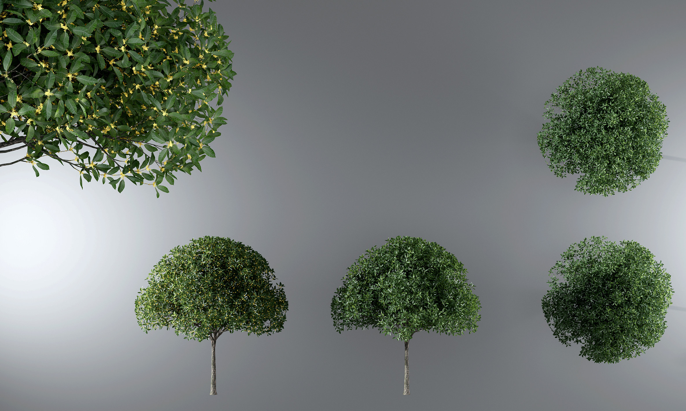 现代桂花树,户外树木3d模型下载