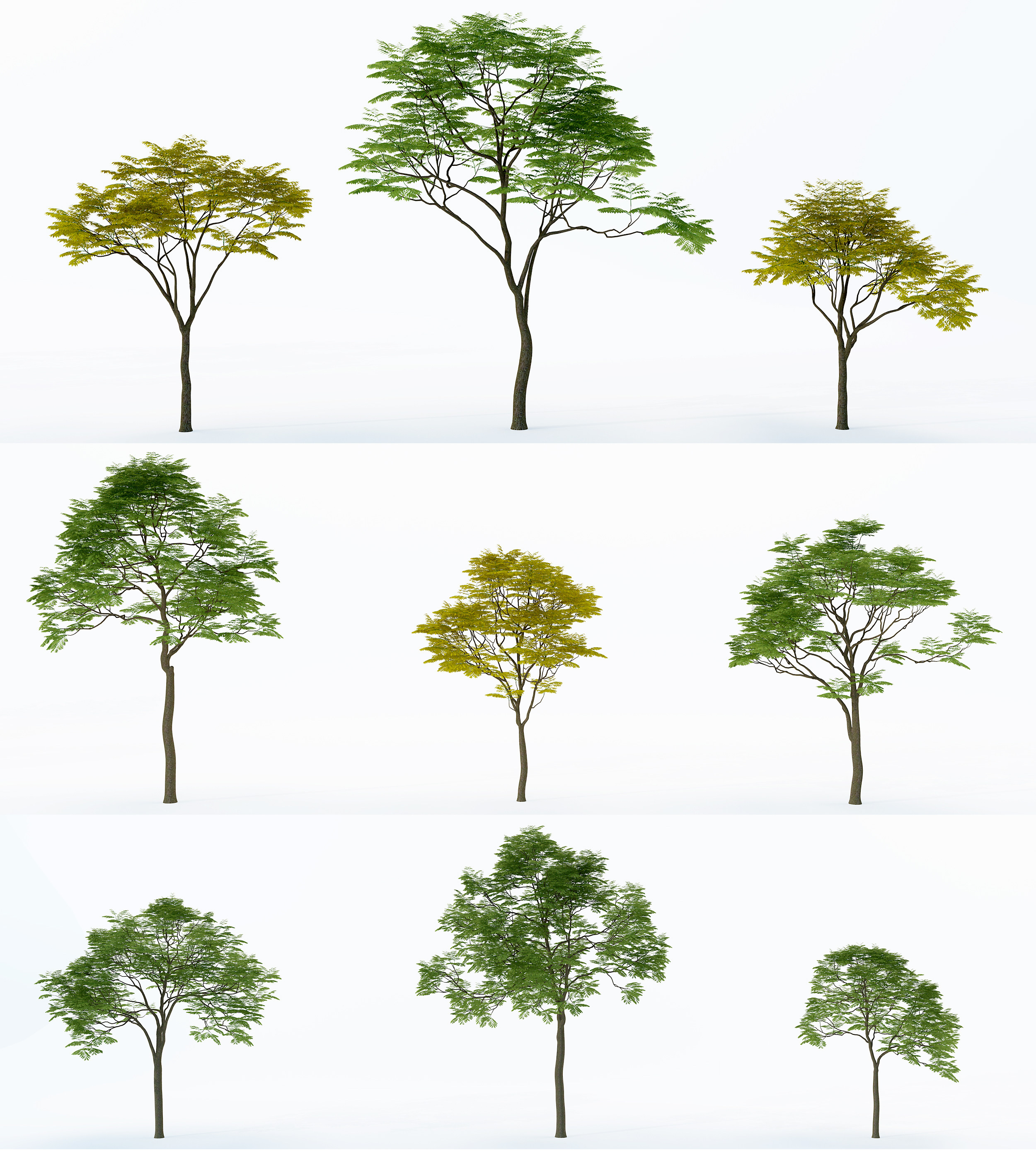 现代无患子,户外树木,行道树3d模型下载