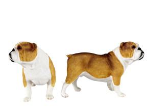 现代狗,宠物狗3d模型下载