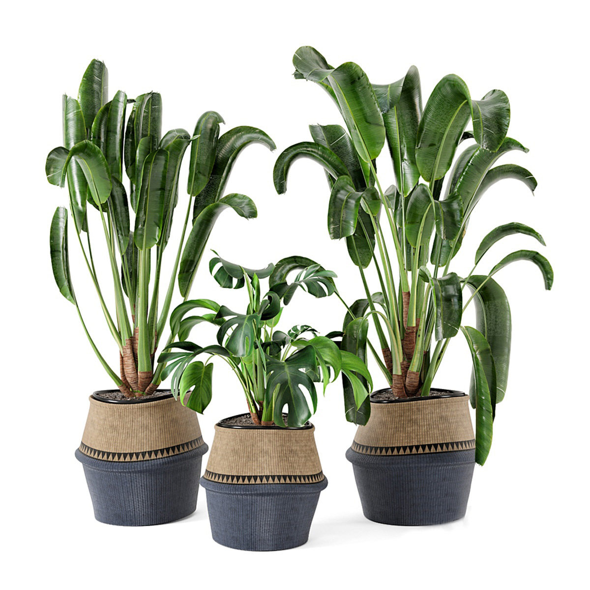 现代盆栽植物3d模型下载