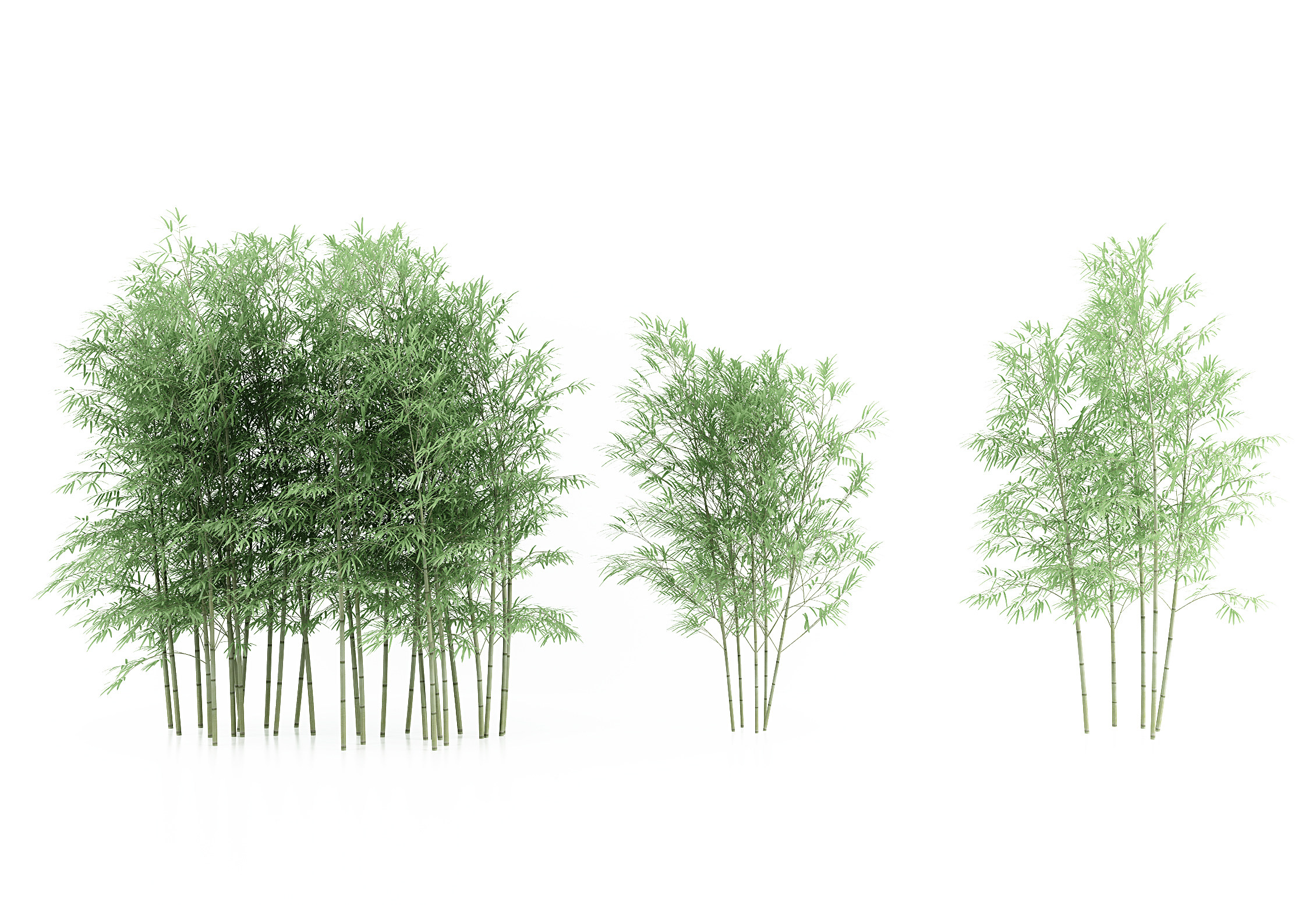现代竹子,植物3d模型下载