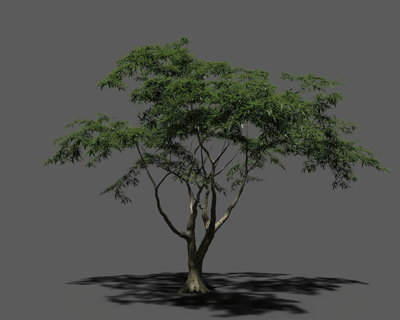 澳大利亞树3d模型下载