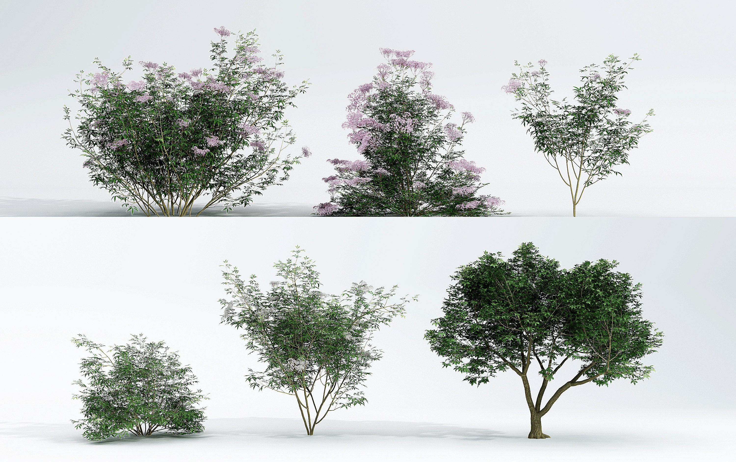 现代灌木花树3d模型下载