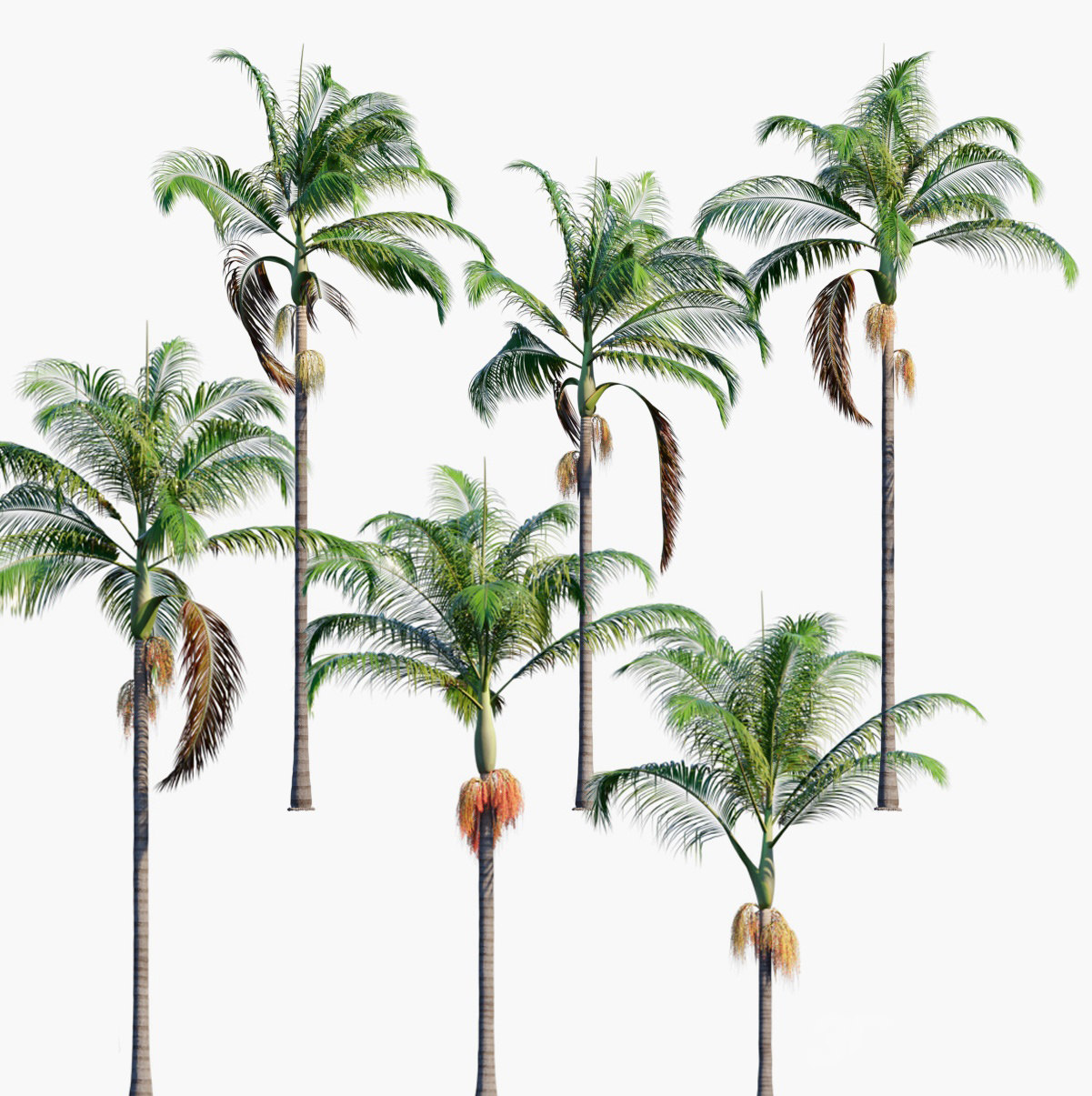 现代椰子树 3d模型下载