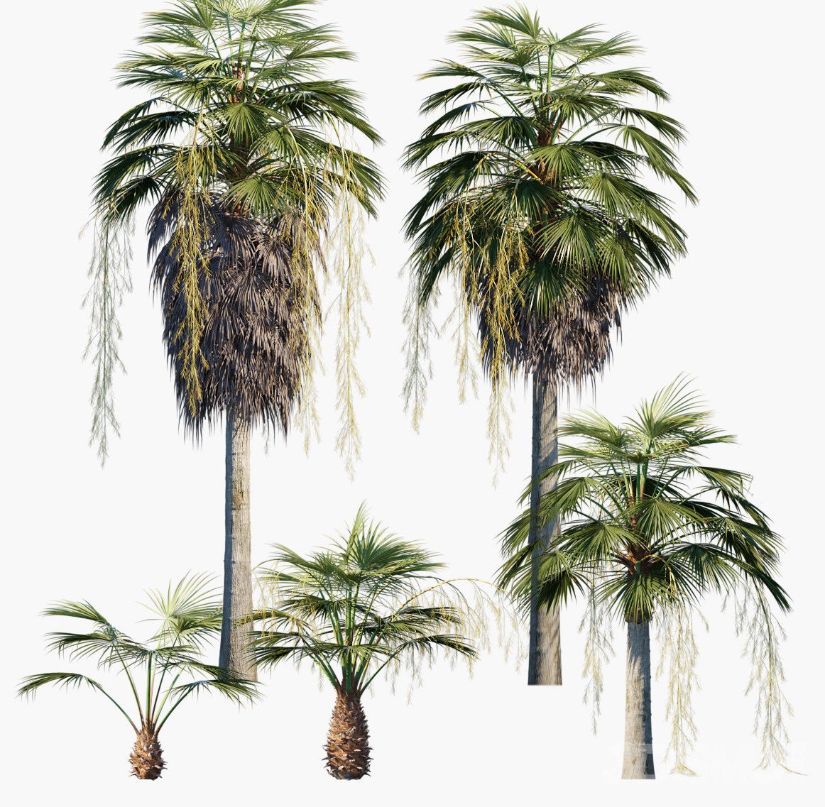 现代棕榈椰子树3d模型下载