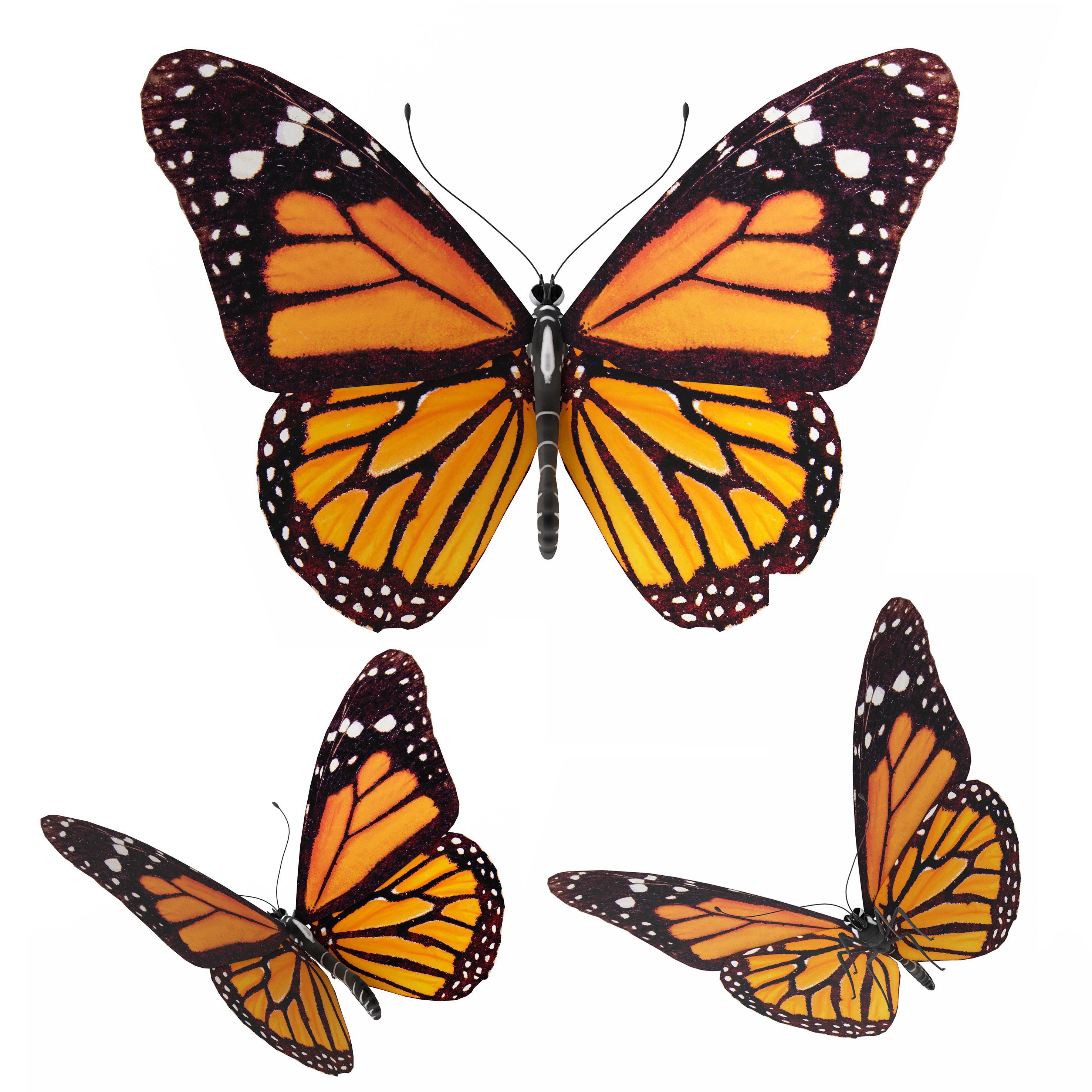 蝴蝶标本3d模型下载