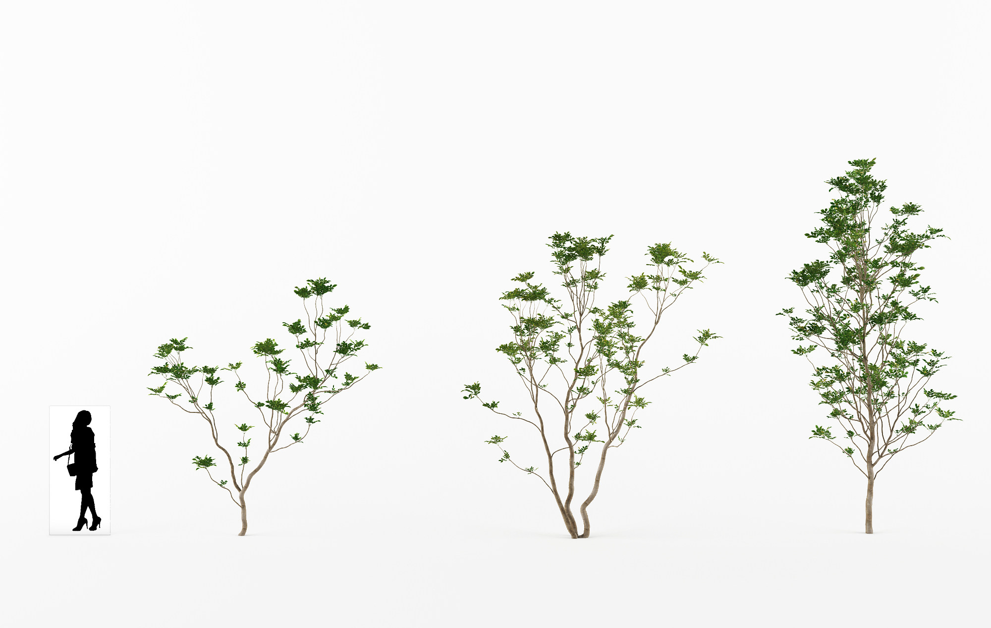 景观树3d模型下载3d模型下载