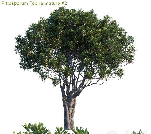 户外植物树 3d模型下载