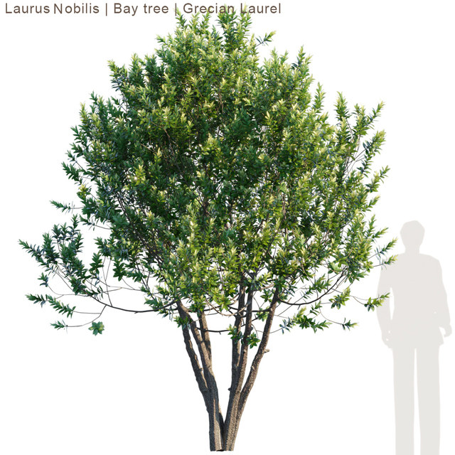 户外植物树cr3d模型下载