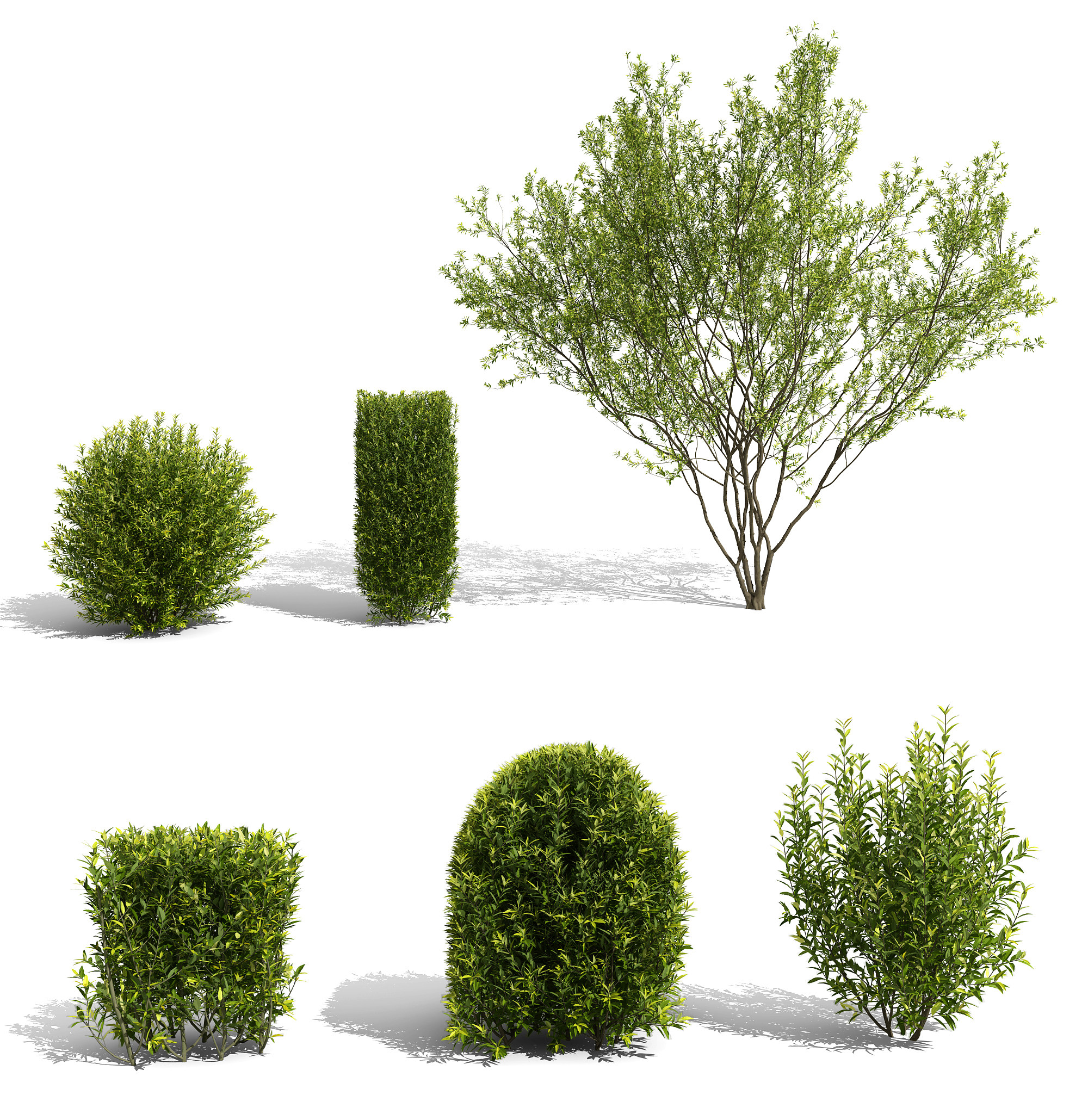 灌木景观树矮树3d模型下载
