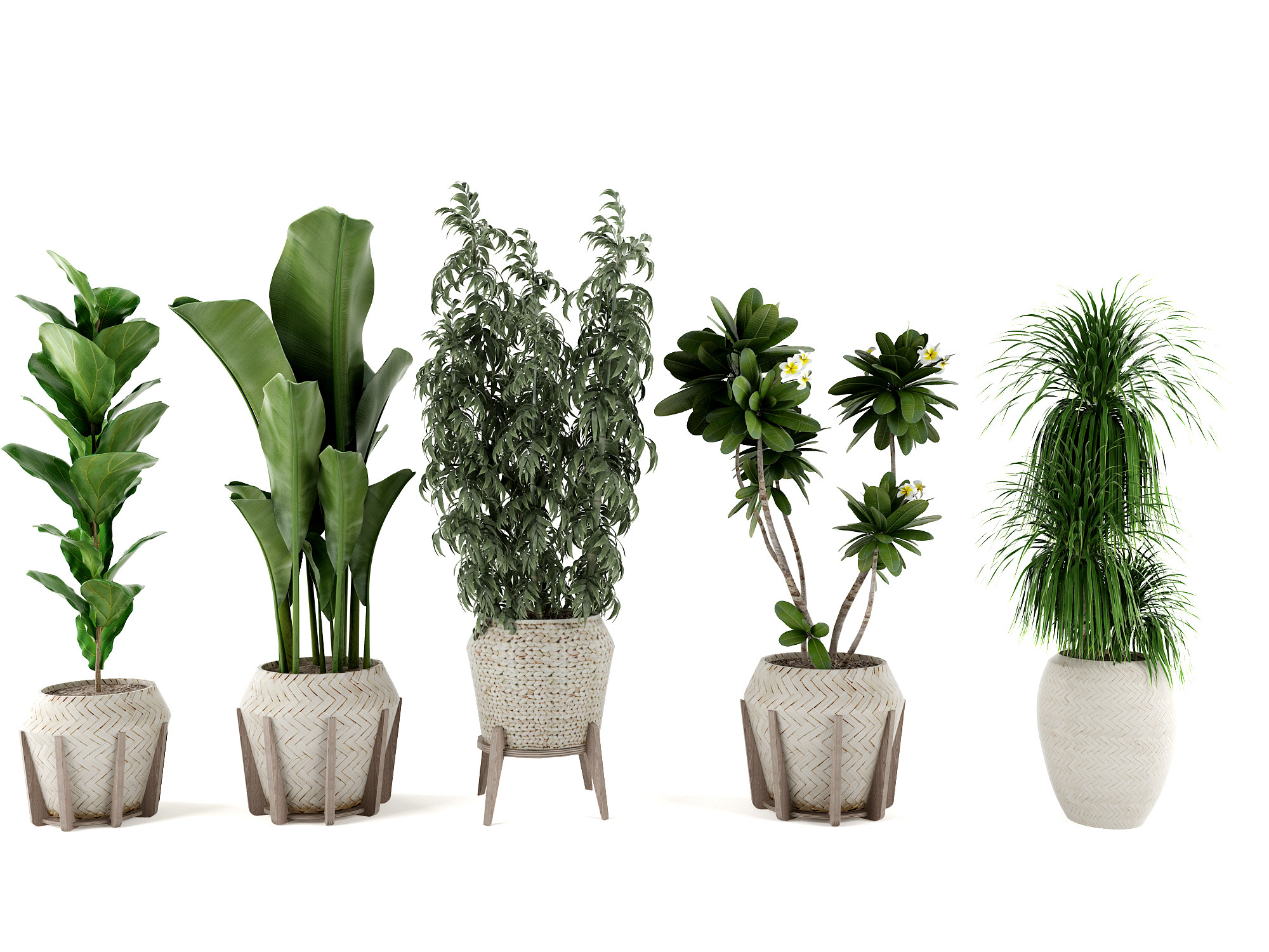 盆栽，绿植，植物，花盆3d模型下载