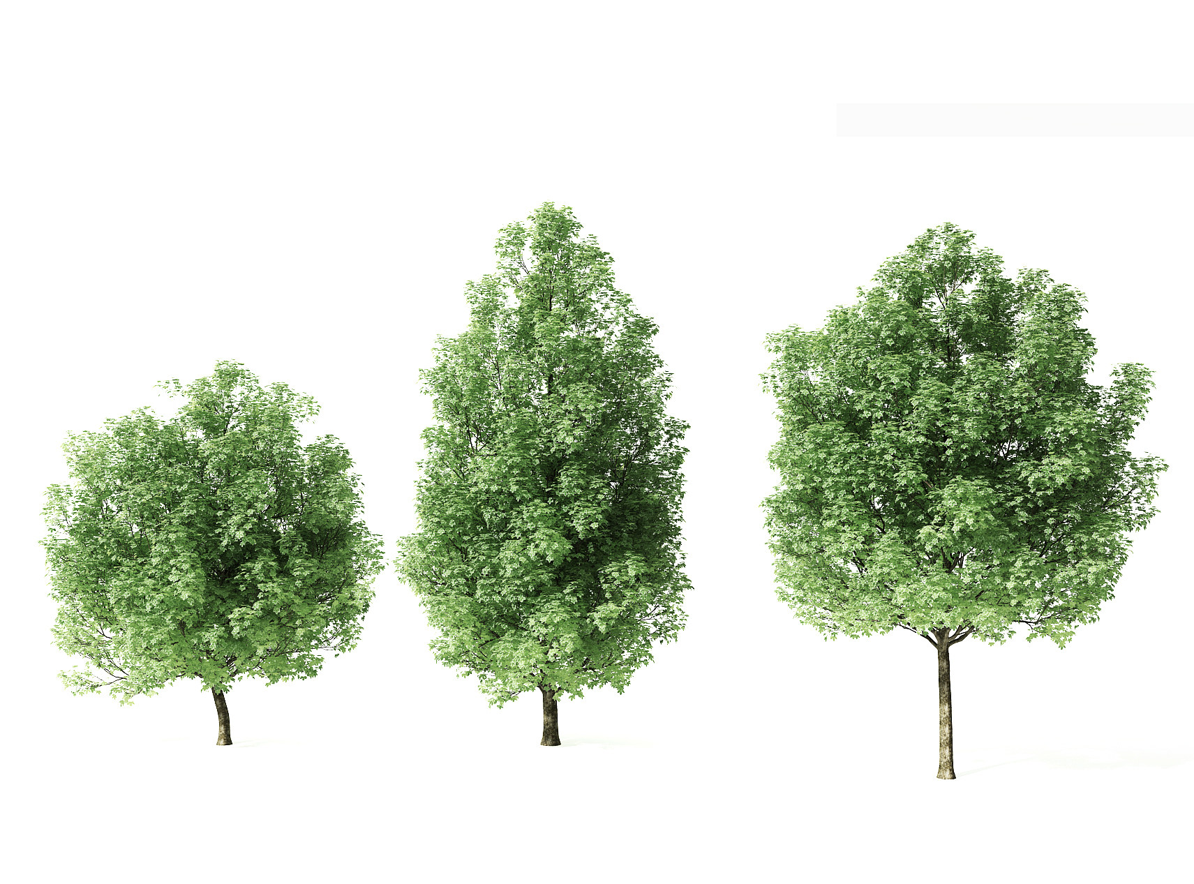 现代树3d模型下载