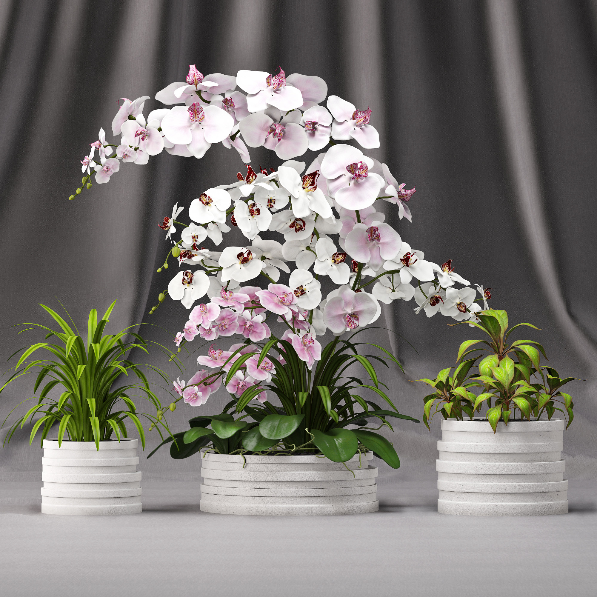 蝴蝶兰盆栽，兰花，花盆3d模型下载