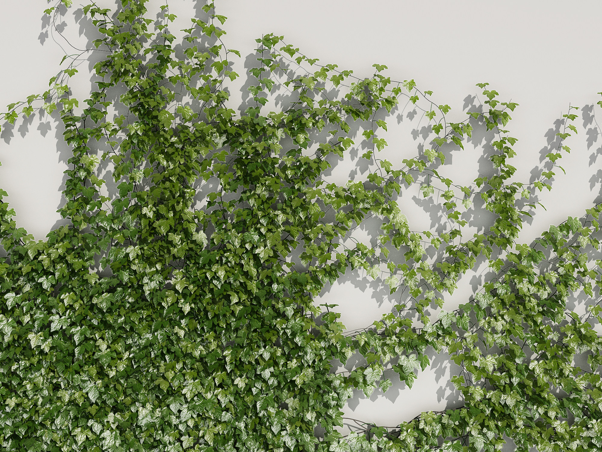 爬山虎，藤蔓植物绿植墙3d模型下载