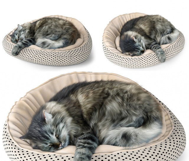 猫咪睡姿，宠物猫3d模型下载