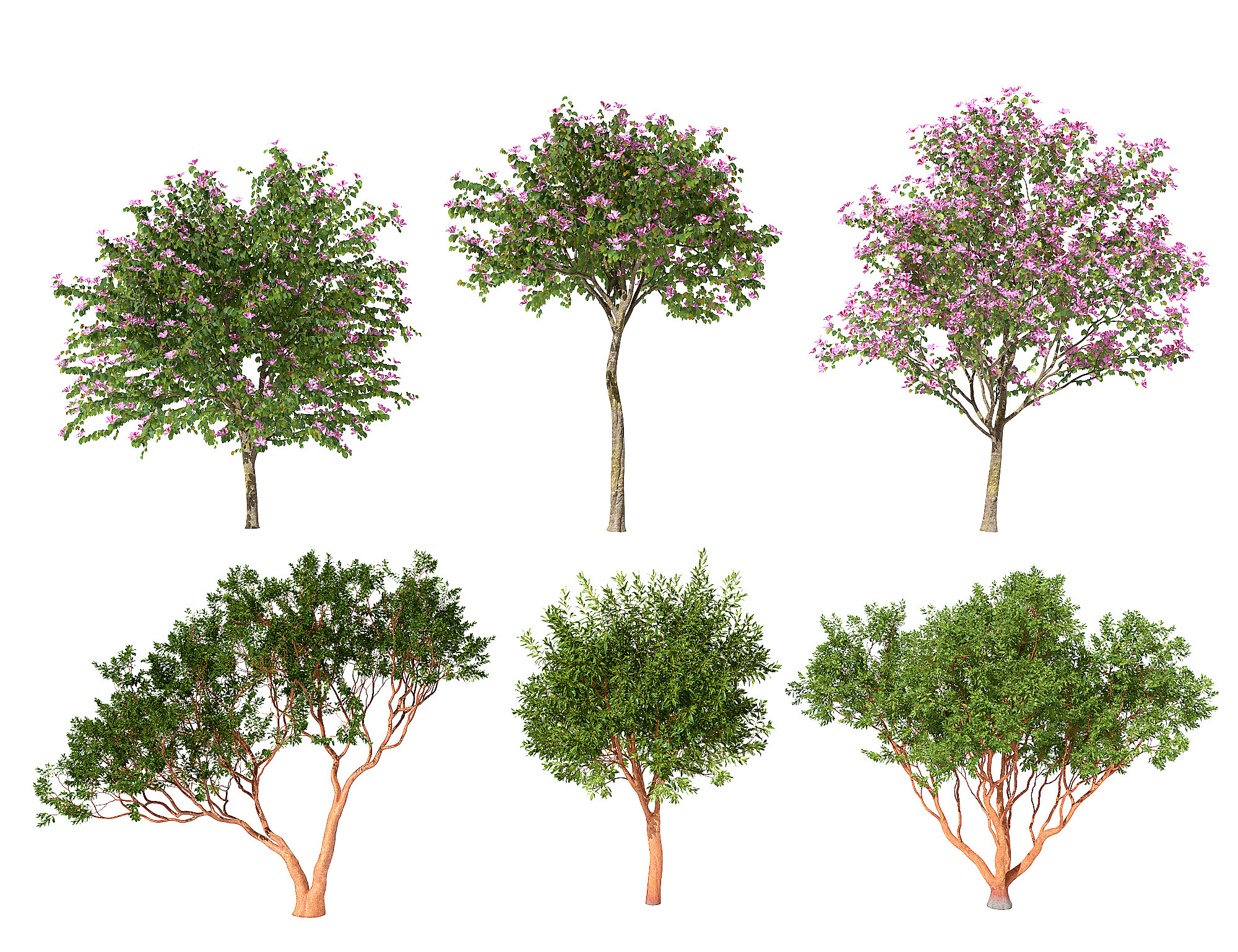 室外景观树木,开花的树樱花树3d模型下载