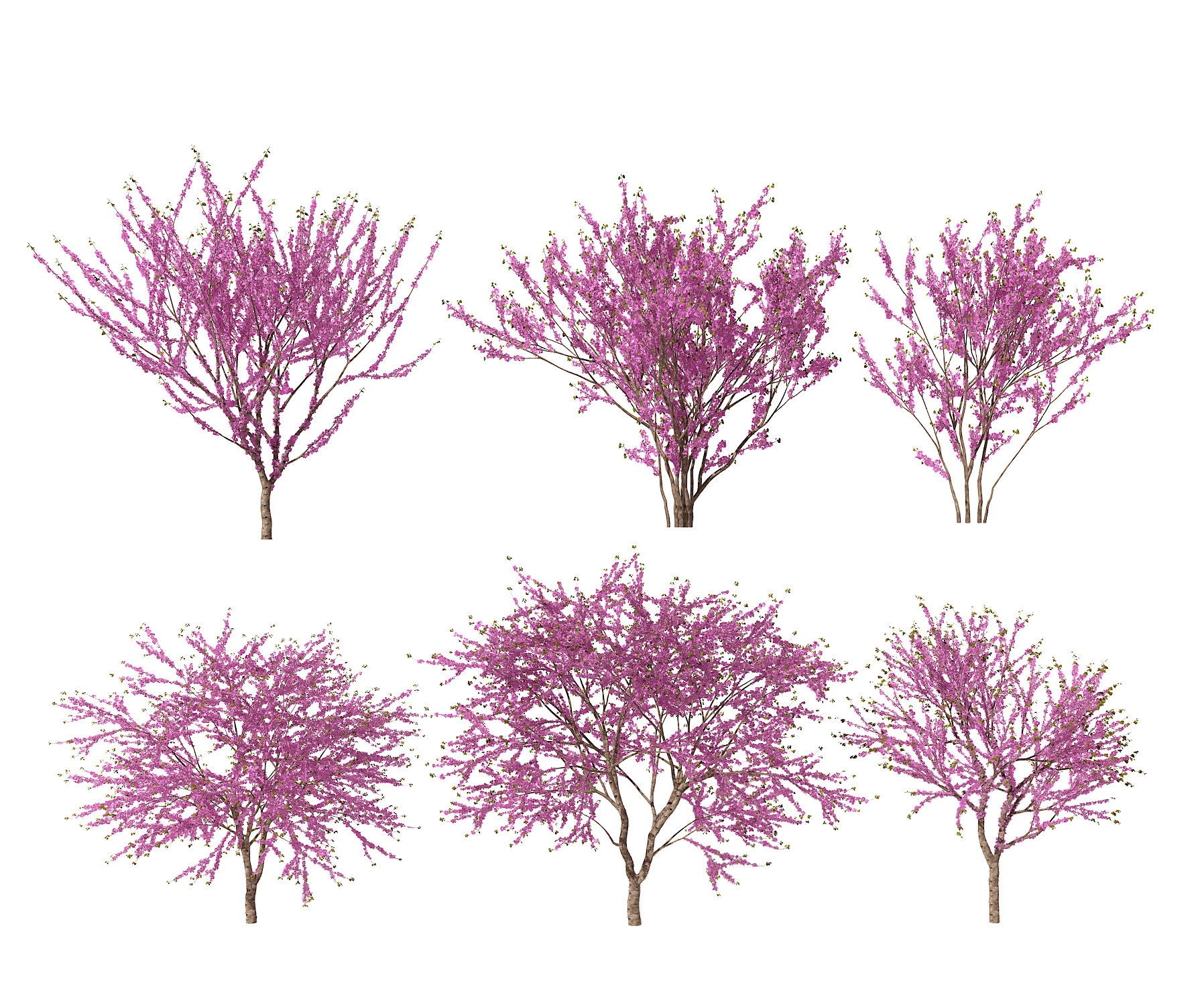 现代紫荆花植物，樱花树3d模型下载