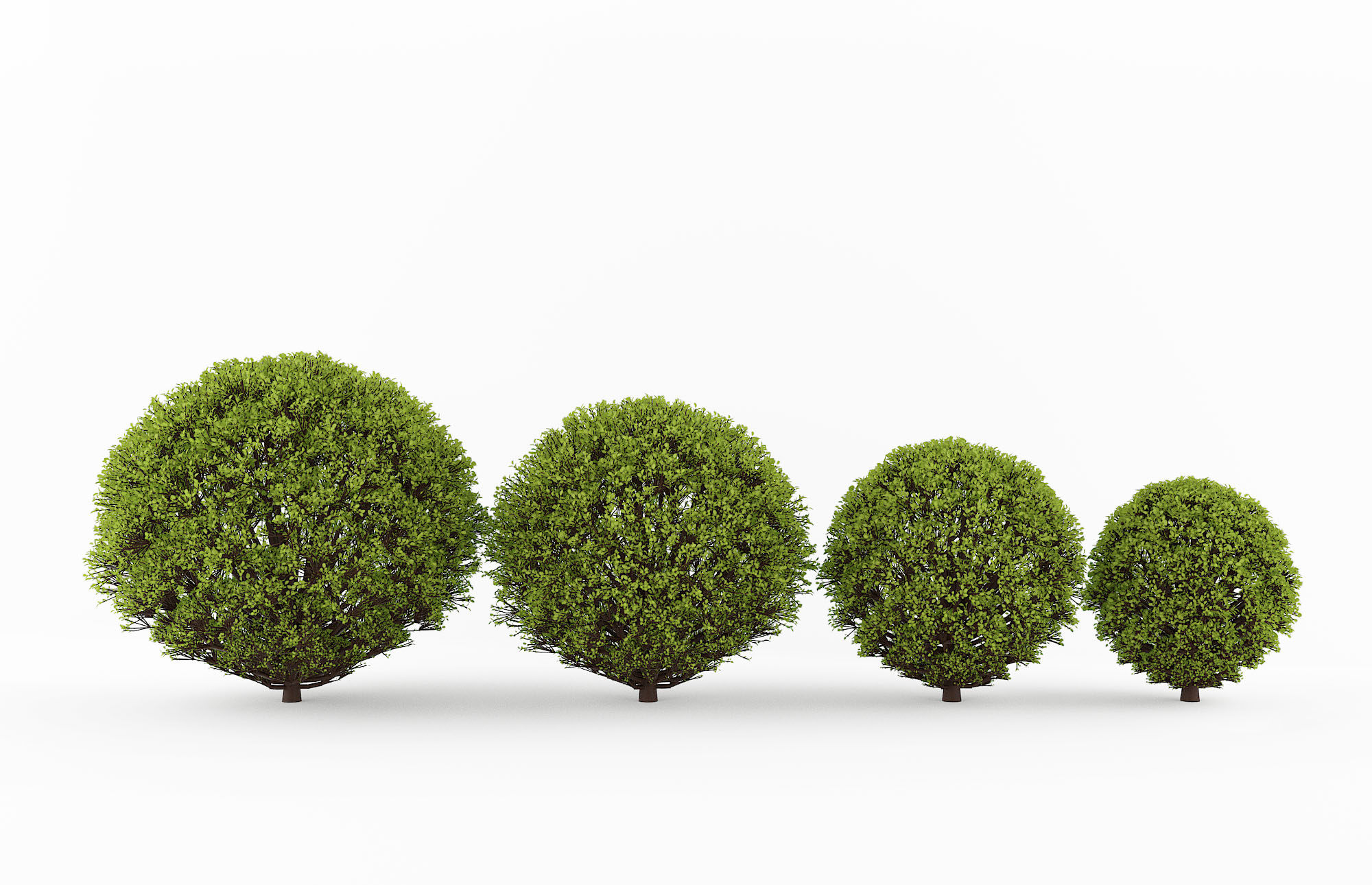 灌木绿篱，树球3d模型下载