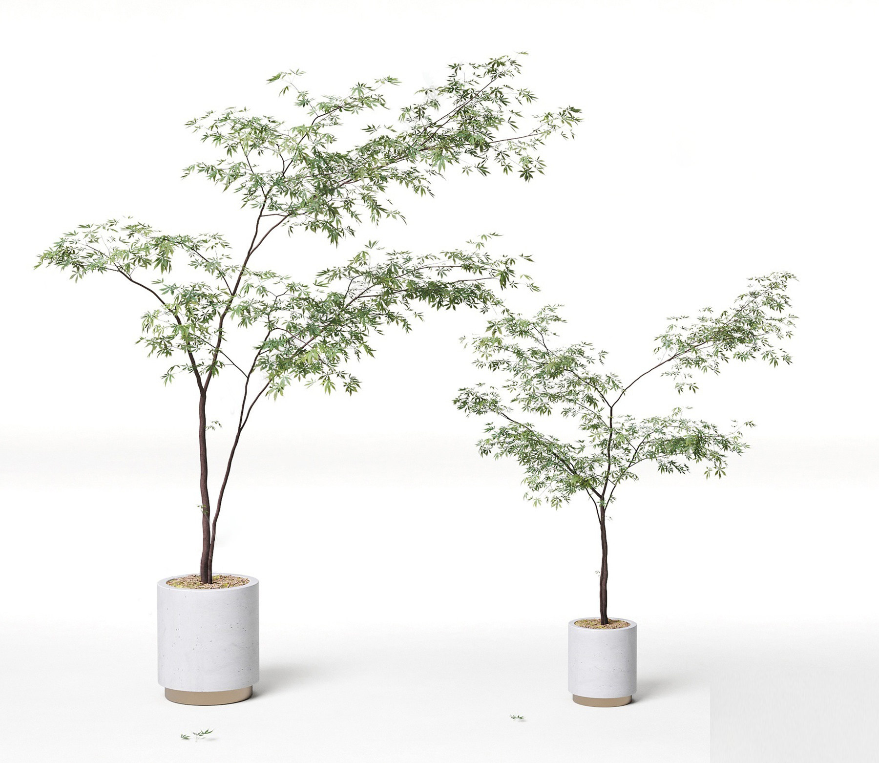 五角枫盆栽，花盆盆栽3d模型下载