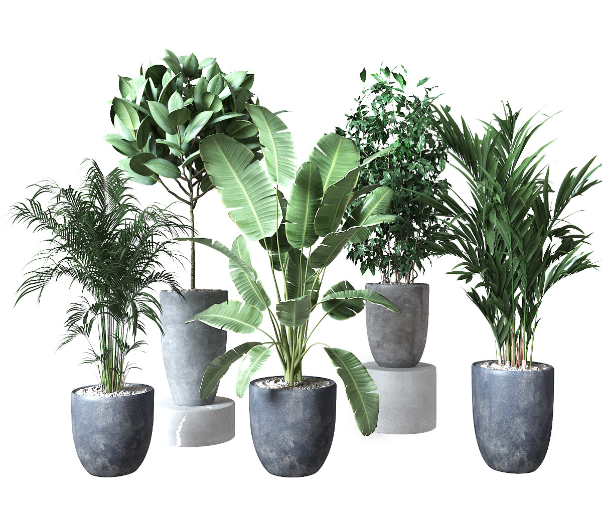 绿植，植物盆栽，花盆，散尾葵3d模型下载