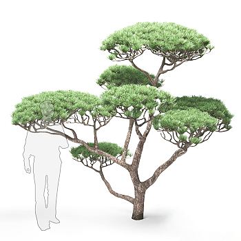 迎客松植物模型3d模型下载